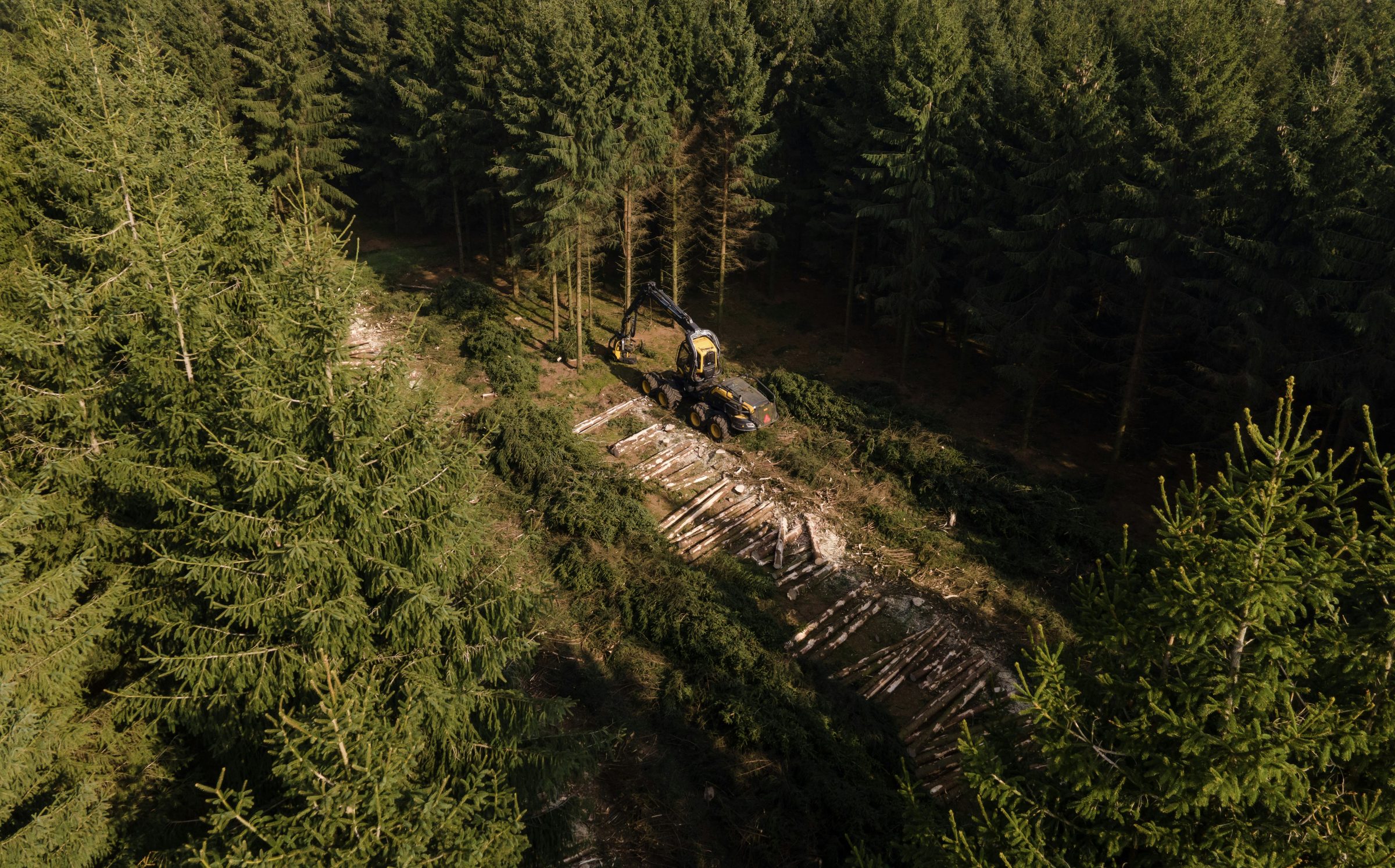 Harvester forestale in foresta di conifere europee
